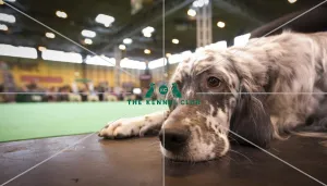 <b class=qtipBold><figcaption>Crufts 2015</figcaption></b><br>Picture shows Lily the English Setter, relaxed before going into the ring, the first day of Crufts 2015, at the NEC Birmingham.<br><em>© OnEdition / The Kennel Club</em> Crufts 2015