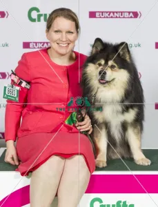 <b class=qtipBold><figcaption>Crufts 2015</figcaption></b><br>Picture shows Sam Moore from Epsom with Matkamies a Finnish Lapphund, which was the Best of Breed winner today (Friday 06.03.15), the second day of Crufts 2015, at the NEC Birmingham.<br><em>© OnEdition / The Kennel Club</em> Crufts 2015