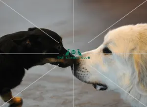 <b class=qtipBold><figcaption>Crufts 2015</figcaption></b><br>Picture shows Scrumpy the Yorkshire heeler gets to grips with Wendy the Pyrenean Mountain dog today (Friday 06.03.15), the second day of Crufts 2015, at the NEC Birmingham.<br><em>© OnEdition / The Kennel Club</em> Crufts 2015