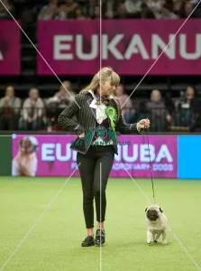 <b class=qtipBold><figcaption>Crufts 2015</figcaption></b><br>Picture shows Julia Ashton from Newmilns with Darcy a Pug, which was the Best of Breed winner today (Sunday 08.03.15), the fourth day of Crufts 2015, at the NEC Birmingham.<br><em>© OnEdition / The Kennel Club</em> Crufts 2015