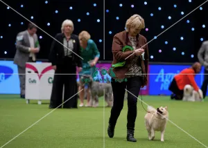 <b class=qtipBold><figcaption>Crufts 2015</figcaption></b><br>Picture shows Victoria Leaf from York with Bailey a Schipperke, which was the Best of Breed winner today (Sunday 08.03.15), the fourth day of Crufts 2015, at the NEC Birmingham.<br><em>© OnEdition / The Kennel Club</em> Crufts 2015