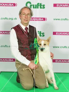<b class=qtipBold><figcaption>Crufts 2015</figcaption></b><br>Picture shows Richard Minto from Skegness with Phoebe a Canaan Dog, which was the Best of Breed winner today (Sunday 08.03.15), the fourth day of Crufts 2015, at the NEC Birmingham.<br><em>© OnEdition / The Kennel Club</em> Crufts 2015