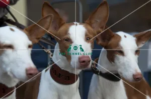 <b class=qtipBold><figcaption>Crufts 2015</figcaption></b><br>Picture shows Sally (4), Rafa (2) and Willow (2) the Ibizan Hounds from Mid-Wales arriving with owner Liz Egan (Thursday 05.03.15), the first day of Crufts 2015, at the NEC Birmingham.<br><em>© OnEdition / The Kennel Club</em> Crufts 2015