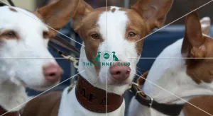 <b class=qtipBold><figcaption>Crufts 2015</figcaption></b><br>Picture shows Rafa the 2 Year old Ibizan Hound from Mid Wales arriving with owner Liz Egan (Thursday 05.03.15), the first day of Crufts 2015, at the NEC Birmingham.<br><em>© OnEdition / The Kennel Club</em> Crufts 2015