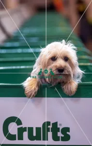 <b class=qtipBold><figcaption>Crufts 2015</figcaption></b><br>Picture shows Claudia Clever Clogs the 2 year old Cross Breed from Dublin (Thursday 05.03.15), the first day of Crufts 2015, at the NEC Birmingham.<br><em>© OnEdition / The Kennel Club</em> Crufts 2015