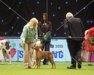 <b class=qtipBold><figcaption>Crufts 2015</figcaption></b><br>The Kennel Club Crufts 2015<br><em>© Yulia Titovets / The Kennel Club</em> Crufts 2015