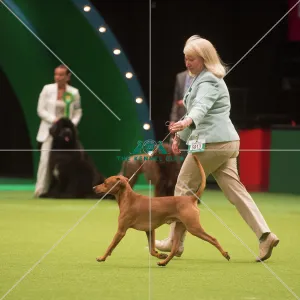 <b class=qtipBold><figcaption>Crufts 2015</figcaption></b><br>The Kennel Club Crufts 2015<br><em>© Yulia Titovets / The Kennel Club</em> Crufts 2015