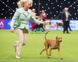 <b class=qtipBold><figcaption>Crufts 2015</figcaption></b><br>The Kennel Club Crufts 2015<br><em>© Yulia Titovets / The Kennel Club</em> Crufts 2015