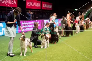 <b class=qtipBold><figcaption>Crufts 2015</figcaption></b><br>The Kennel Club Crufts 2015<br><em>© Yulia Titovets / The Kennel Club</em> Crufts 2015