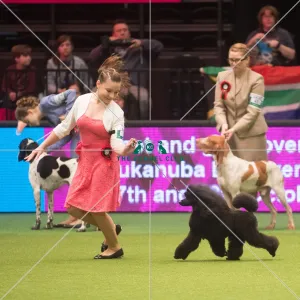 <b class=qtipBold><figcaption>Crufts 2015</figcaption></b><br>The Kennel Club Crufts 2015<br><em>© Yulia Titovets / The Kennel Club</em> Crufts 2015