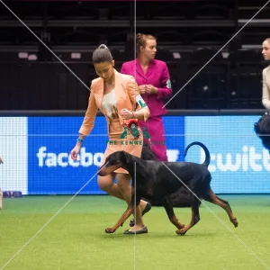<b class=qtipBold><figcaption>Crufts 2015</figcaption></b><br>The Kennel Club Crufts 2015<br><em>© Yulia Titovets / The Kennel Club</em> Crufts 2015