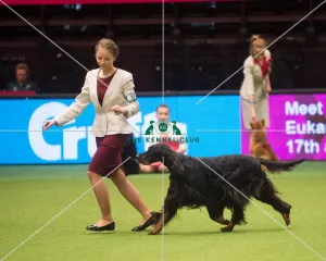 <b class=qtipBold><figcaption>Crufts 2015</figcaption></b><br>The Kennel Club Crufts 2015<br><em>© Yulia Titovets / The Kennel Club</em> Crufts 2015
