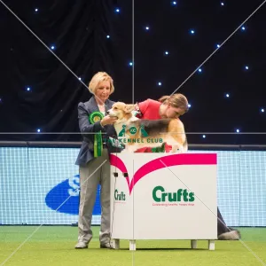 <b class=qtipBold><figcaption>Crufts 2015</figcaption></b><br>The Kennel Club Crufts 2015<br><em>© Yulia Titovets / The Kennel Club</em> Crufts 2015