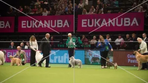 <b class=qtipBold><figcaption>Crufts 2015</figcaption></b><br>The Kennel Club Crufts 2015<br><em>© Yulia Titovets / The Kennel Club</em> Crufts 2015