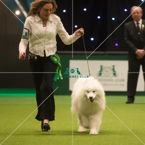 <b class=qtipBold><figcaption>Crufts 2015</figcaption></b><br>The Kennel Club Crufts 2015<br><em>© Yulia Titovets / The Kennel Club</em> Crufts 2015
