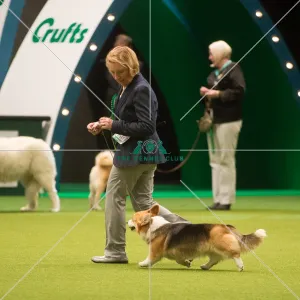 <b class=qtipBold><figcaption>Crufts 2015</figcaption></b><br>The Kennel Club Crufts 2015<br><em>© Yulia Titovets / The Kennel Club</em> Crufts 2015