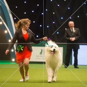 <b class=qtipBold><figcaption>Crufts 2015</figcaption></b><br>The Kennel Club Crufts 2015<br><em>© Yulia Titovets / The Kennel Club</em> Crufts 2015
