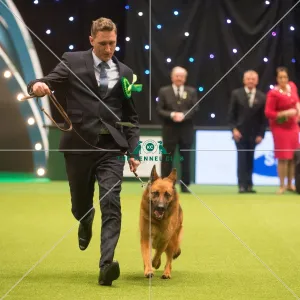 <b class=qtipBold><figcaption>Crufts 2015</figcaption></b><br>The Kennel Club Crufts 2015<br><em>© Yulia Titovets / The Kennel Club</em> Crufts 2015