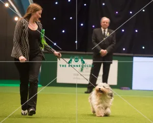<b class=qtipBold><figcaption>Crufts 2015</figcaption></b><br>The Kennel Club Crufts 2015<br><em>© Yulia Titovets / The Kennel Club</em> Crufts 2015