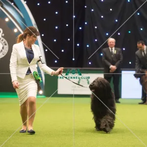 <b class=qtipBold><figcaption>Crufts 2015</figcaption></b><br>The Kennel Club Crufts 2015<br><em>© Yulia Titovets / The Kennel Club</em> Crufts 2015