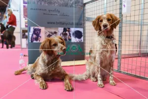 <b class=qtipBold><figcaption>Crufts 2016</figcaption></b><br>Brittany dogs in Discover Dogs area at Crufts 2016<br><em>© The Kennel Club</em> Crufts 2016