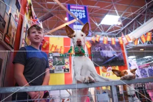 <b class=qtipBold><figcaption>Crufts 2016</figcaption></b><br>Ibizan Hound at Discover Dogs at Crufts 2016<br><em>© The Kennel Club</em> Crufts 2016