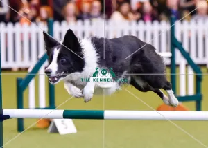 <b class=qtipBold><figcaption>Crufts 2016</figcaption></b><br>Picture shows Jumping Under 18 Years in the YKC ring, today (Saturday 12.03.16), the third day of Crufts 2016, at the NEC Birmingham.<br><em>© OnEdition / The Kennel Club</em> Crufts 2016