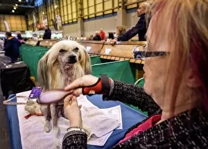 Images Dated 10th March 2016: Crufts 2016