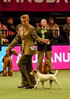 Images Dated 13th March 2016: Crufts 2016