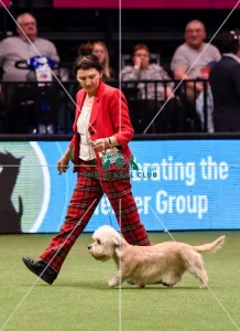 <b class=qtipBold><figcaption>Crufts 2016</figcaption></b><br>Frances Chapman-King from Lincolnshire with Sally a Dandie Dinmont Terrier picture shows Group Judging (Terrier) today (Sunday 13.03.16), the fourth and final day of Crufts 2016, at the NEC Birmingham.<br><em>© OnEdition / The Kennel Club</em> Crufts 2016