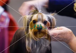 <b class=qtipBold><figcaption>Crufts 2016</figcaption></b><br>Picture shows Brenda Haslan with Kit a Yorkshire Terrier, (Thursday 10.03.16), the first day of Crufts 2016, at the NEC Birmingham.<br><em>© OnEdition / The Kennel Club ©</em> Crufts 2016