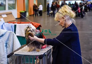 <b class=qtipBold><figcaption>Crufts 2016</figcaption></b><br>Picture shows Brenda Haslan with Kit a Yorkshire Terrier, (Thursday 10.03.16), the first day of Crufts 2016, at the NEC Birmingham.<br><em>© OnEdition / The Kennel Club ©</em> Crufts 2016
