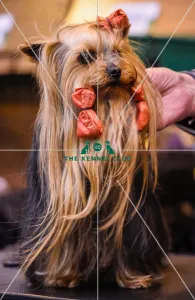 <b class=qtipBold><figcaption>Crufts 2016</figcaption></b><br>Picture shows Janet Redhead with Frankie a Yorkshire Terrier, (Thursday 10.03.16), the first day of Crufts 2016, at the NEC Birmingham.<br><em>© OnEdition / The Kennel Club ©</em> Crufts 2016