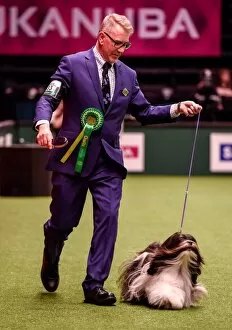 Images Dated 10th March 2016: Crufts 2016 Best of Breed