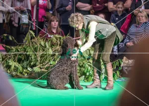 <b class=qtipBold><figcaption>Crufts 2016 Gundog day</figcaption></b><br>Philippa Williams and her Gundog display team in the Dog Activities Ring on Day 2 of Crufts 2016<br><em>© The Kennel Club</em> Crufts 2016 Gundog day