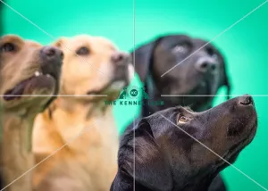 <b class=qtipBold><figcaption>Crufts 2016 Gundog day</figcaption></b><br>Philippa Williams and her Gundog display team in the Dog Activities Ring on Day 2 of Crufts 2016<br><em>© The Kennel Club</em> Crufts 2016 Gundog day