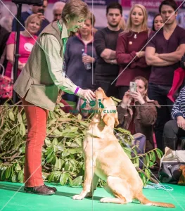 <b class=qtipBold><figcaption>Crufts 2016 Gundog day</figcaption></b><br>Philippa Williams and her Gundog display team in the Dog Activities Ring on Day 2 of Crufts 2016<br><em>© The Kennel Club</em> Crufts 2016 Gundog day