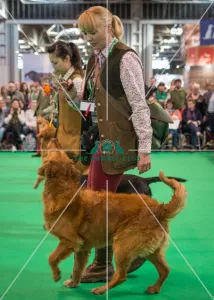 <b class=qtipBold><figcaption>Crufts 2016 Gundog day</figcaption></b><br>Philippa Williams and ger Gundog display team in the Dog Activities Ring on Day 2 of Crufts 2016<br><em>© NigelKirbyPhotography.com</em> Crufts 2016 Gundog day