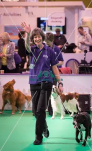 <b class=qtipBold><figcaption>Crufts 2016 Gundog day</figcaption></b><br>Ollie (rescue dog) and his handler Susan are the spectators winner during a Rally demonstration in the Dog Activities Ring during day 2 of Crufts 2016. Handler is Susan from Bristol.<br><em>© The Kennel Club ©</em> Crufts 2016 Gundog day