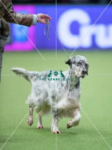 <b class=qtipBold><figcaption>Crufts 2017</figcaption></b><br>Angela Phillips from Grimsby with Star a English Setter, which was the Best of Breed winner today (Saturday 11.03.17), the third day of Crufts 2017, at the NEC Birmingham. Crufts 2017