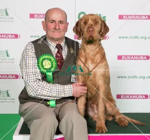 <b class=qtipBold><figcaption>Crufts 2017</figcaption></b><br>Peter Upton from Luton with Rocco a Hungarian Wirehaired Vizsla, which was the Best of Breed winner today (Saturday 11.03.17), the third day of Crufts 2017, at the NEC Birmingham. Crufts 2017