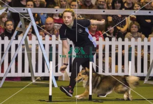 <b class=qtipBold><figcaption>Crufts 2017</figcaption></b><br>YKC Medium ABC Agility today (Saturday 11.03.17), the third day of Crufts 2017, at the NEC Birmingham. Crufts 2017