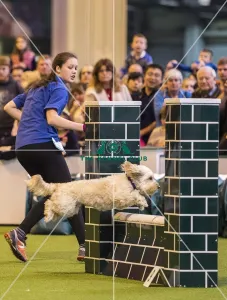 <b class=qtipBold><figcaption>Crufts 2017</figcaption></b><br>YKC Medium ABC Agility today (Saturday 11.03.17), the third day of Crufts 2017, at the NEC Birmingham. Crufts 2017