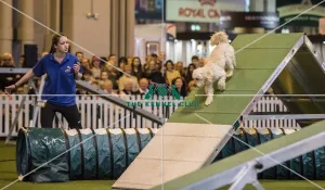<b class=qtipBold><figcaption>Crufts 2017</figcaption></b><br>YKC Medium ABC Agility today (Saturday 11.03.17), the third day of Crufts 2017, at the NEC Birmingham. Crufts 2017