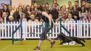 <b class=qtipBold><figcaption>Crufts 2017</figcaption></b><br>YKC Medium ABC Agility today (Saturday 11.03.17), the third day of Crufts 2017, at the NEC Birmingham. Crufts 2017