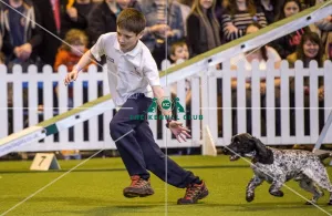 <b class=qtipBold><figcaption>Crufts 2017</figcaption></b><br>YKC Medium ABC Agility today (Saturday 11.03.17), the third day of Crufts 2017, at the NEC Birmingham. Crufts 2017
