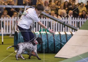 <b class=qtipBold><figcaption>Crufts 2017</figcaption></b><br>YKC Medium ABC Agility today (Saturday 11.03.17), the third day of Crufts 2017, at the NEC Birmingham. Crufts 2017