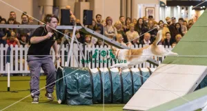 <b class=qtipBold><figcaption>Crufts 2017</figcaption></b><br>YKC Medium ABC Agility today (Saturday 11.03.17), the third day of Crufts 2017, at the NEC Birmingham. Crufts 2017