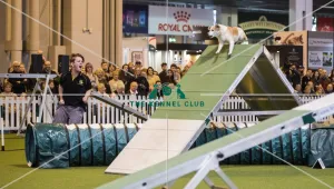 <b class=qtipBold><figcaption>Crufts 2017</figcaption></b><br>YKC Medium ABC Agility today (Saturday 11.03.17), the third day of Crufts 2017, at the NEC Birmingham. Crufts 2017