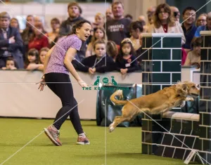 <b class=qtipBold><figcaption>Crufts 2017</figcaption></b><br>YKC Medium ABC Agility today (Saturday 11.03.17), the third day of Crufts 2017, at the NEC Birmingham. Crufts 2017